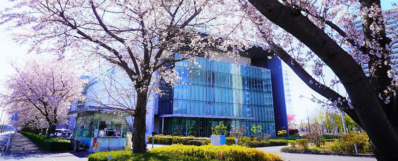 Cherryflower
